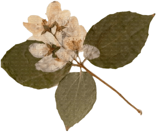 pressed blossom - Free PNG