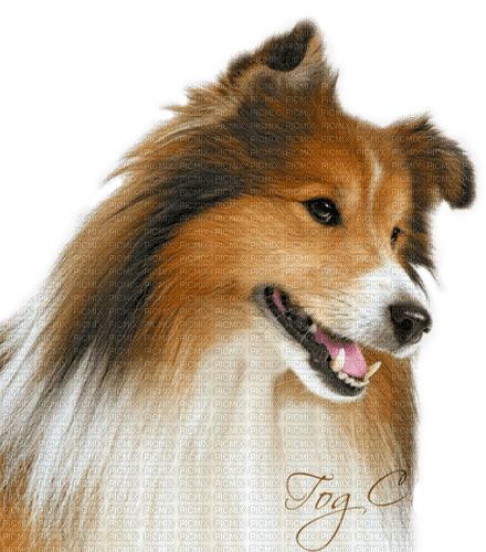 dog by nataliplus - δωρεάν png