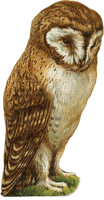 Kaz_Creations Birds Bird Owls Owl - png ฟรี