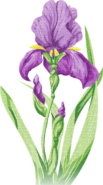 soave deco flowers iris purple  green - png ฟรี