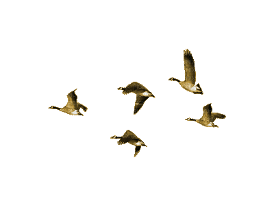 OISEAUX GIF CARNARDS  animated flying ducks