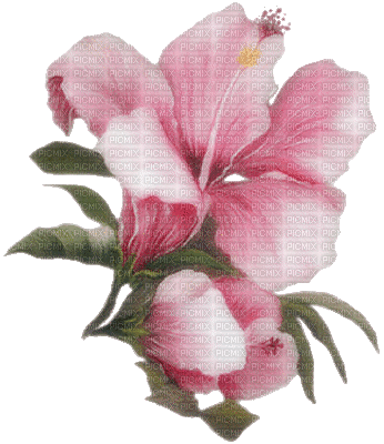 Fleurs rose - Animovaný GIF zadarmo
