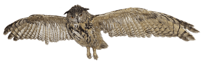 lintu, bird, Eagle Owl, huuhkaja - PNG gratuit