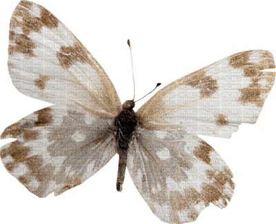 Kaz_Creations Deco Butterfly - 無料png