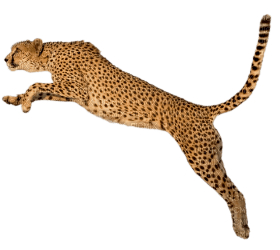 Kaz_Creations Cheetah - png grátis