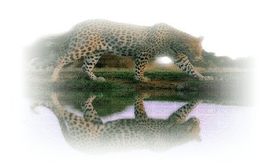 leopardo - δωρεάν png