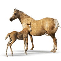 horse with foal bp - zadarmo png