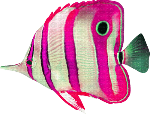 Fish.Green.Pink.White - png gratis