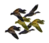 Birds. - GIF animé gratuit