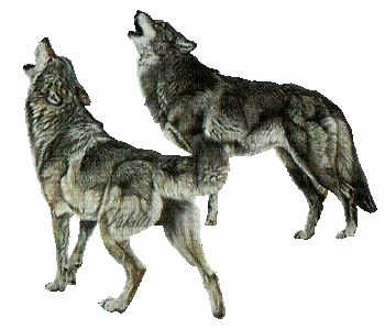 wolf katrin - Free animated GIF