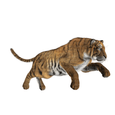 tiikeri, tiger - безплатен png