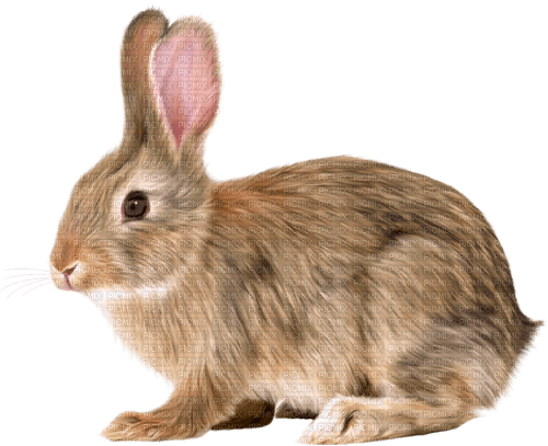 Bunny.Rabbit.Brown - kostenlos png
