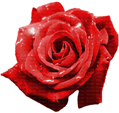 Rose - Gratis geanimeerde GIF