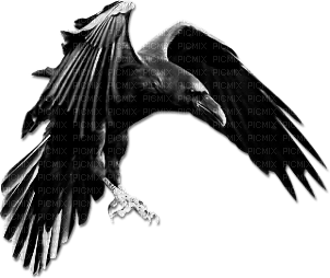 soave deco bird gothic halloween black white - PNG gratuit