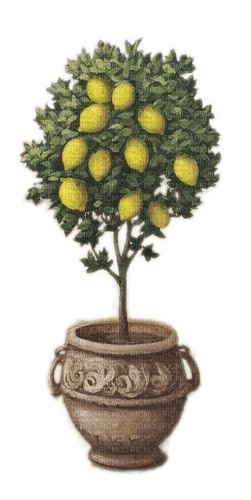 Zitronenbaum - png gratuito