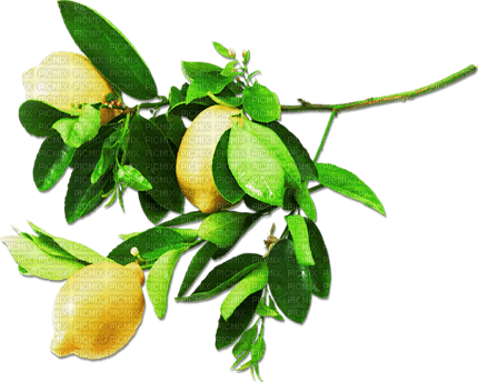 soave deco branch tree lemon fruit summer yellow - darmowe png