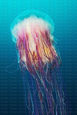 jelly fish - 無料png