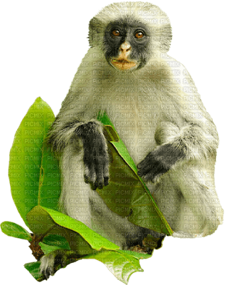 Kaz_Creations Animals Monkey - gratis png