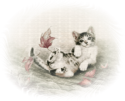 Kaz_Creations Cat 🐈 🐱 Cats Kitten - gratis png