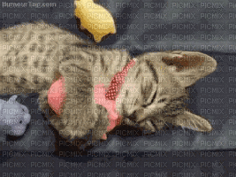 little cat - Zdarma animovaný GIF