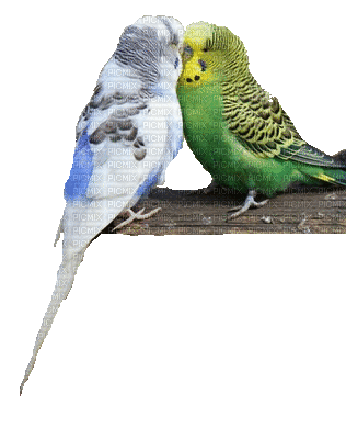 Vogel oiseau bird - GIF animé gratuit