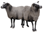 Kaz_Creations Animals Sheep - ücretsiz png