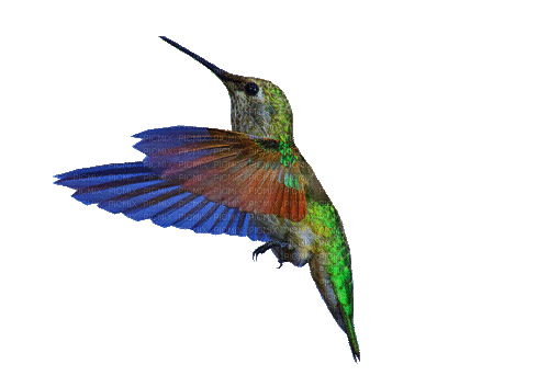 Nina bird - Besplatni animirani GIF