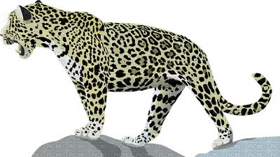 jaguaari, talvi, jaguar - png ฟรี