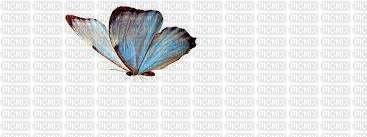 Papillon ** - gratis png