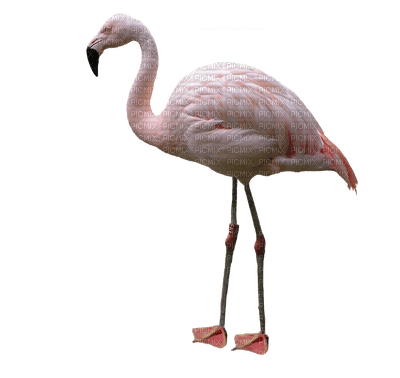 Kaz_Creations Flamingo - png gratis