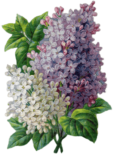 Vintage Lilac - bezmaksas png