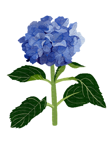 Flor azul - Free animated GIF