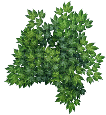 plants katrin - PNG gratuit