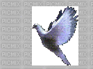 Paloma - Δωρεάν κινούμενο GIF