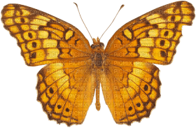 butterflies katrin - besplatni png
