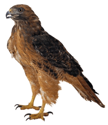 Kaz_Creations Birds Bird Hawk - 免费PNG