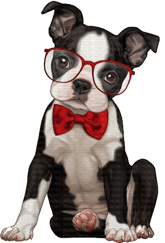 Salomelinda chien lunette ! - бесплатно png