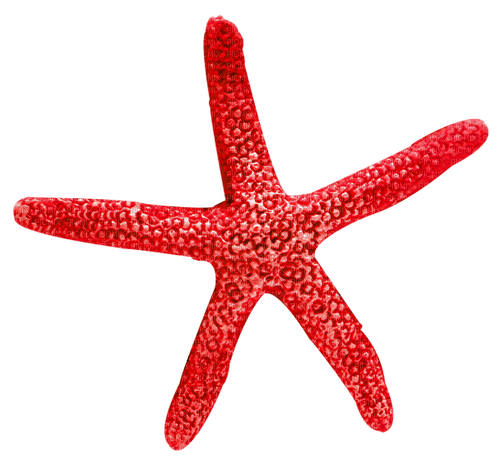 Starfish.Red - 免费PNG