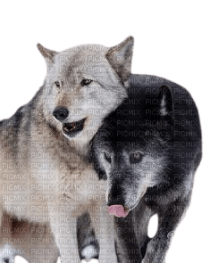2 loups Domino - Free PNG