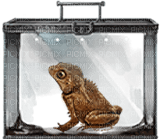 Kaz_Creations Toad Frog - 免费PNG
