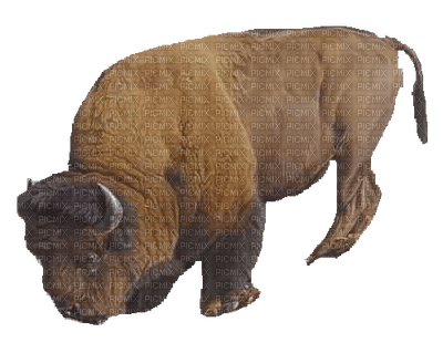 Bison - PNG gratuit