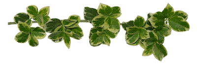 minou-blad-löv-leaf - PNG gratuit