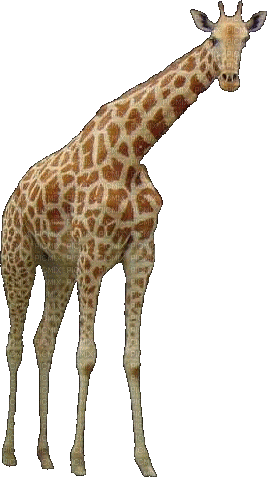 girafe - Δωρεάν κινούμενο GIF