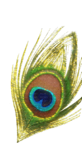 Peacock feather - GIF animado grátis
