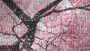 petela de kagura - Безплатен анимиран GIF