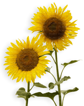 Kaz_Creations Deco Flowers Sunflower Flower - ilmainen png