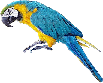 aves - zadarmo png