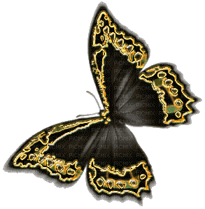 Black and Yellow Butterfly - Free animated GIF