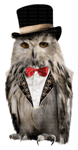 fantasy owl by nataliplus - png ฟรี