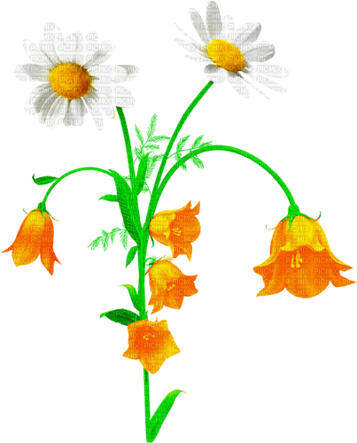 Flowers.Orange.White - PNG gratuit